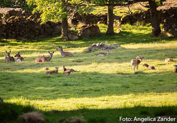 Eriksberg safaripark