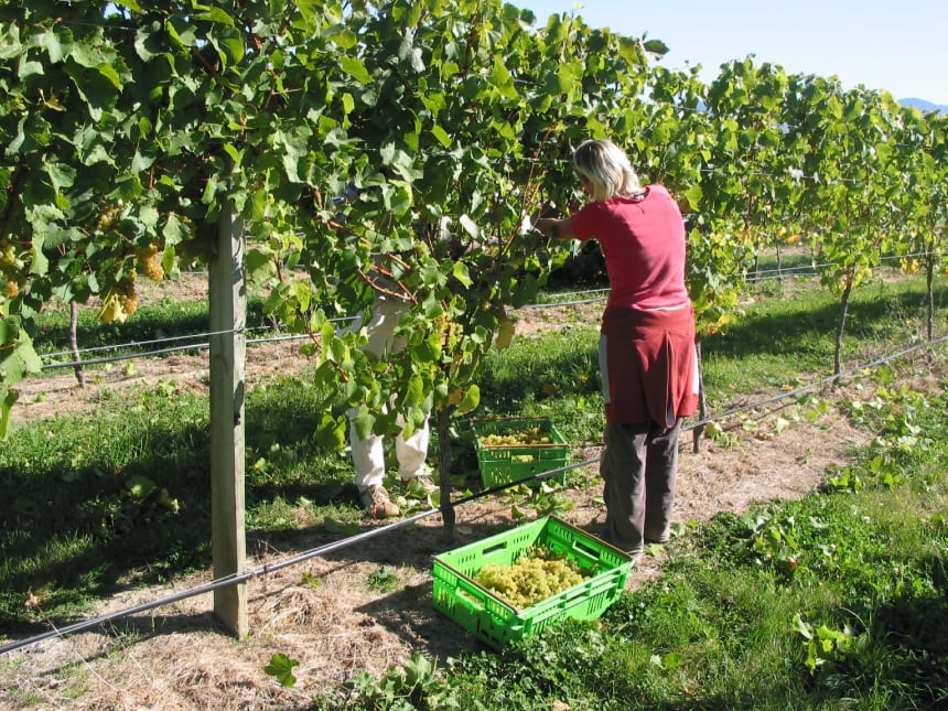 Chardonnay-rypäleen poimintaa käsin.