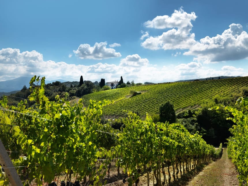 Toscana on erityisen tunnettu Sangiovese-rypälelajikkeesta, josta valmistetaan mm. Chianti-viiniä.