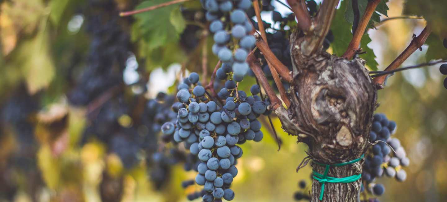 Druvklase med cabernet franc.