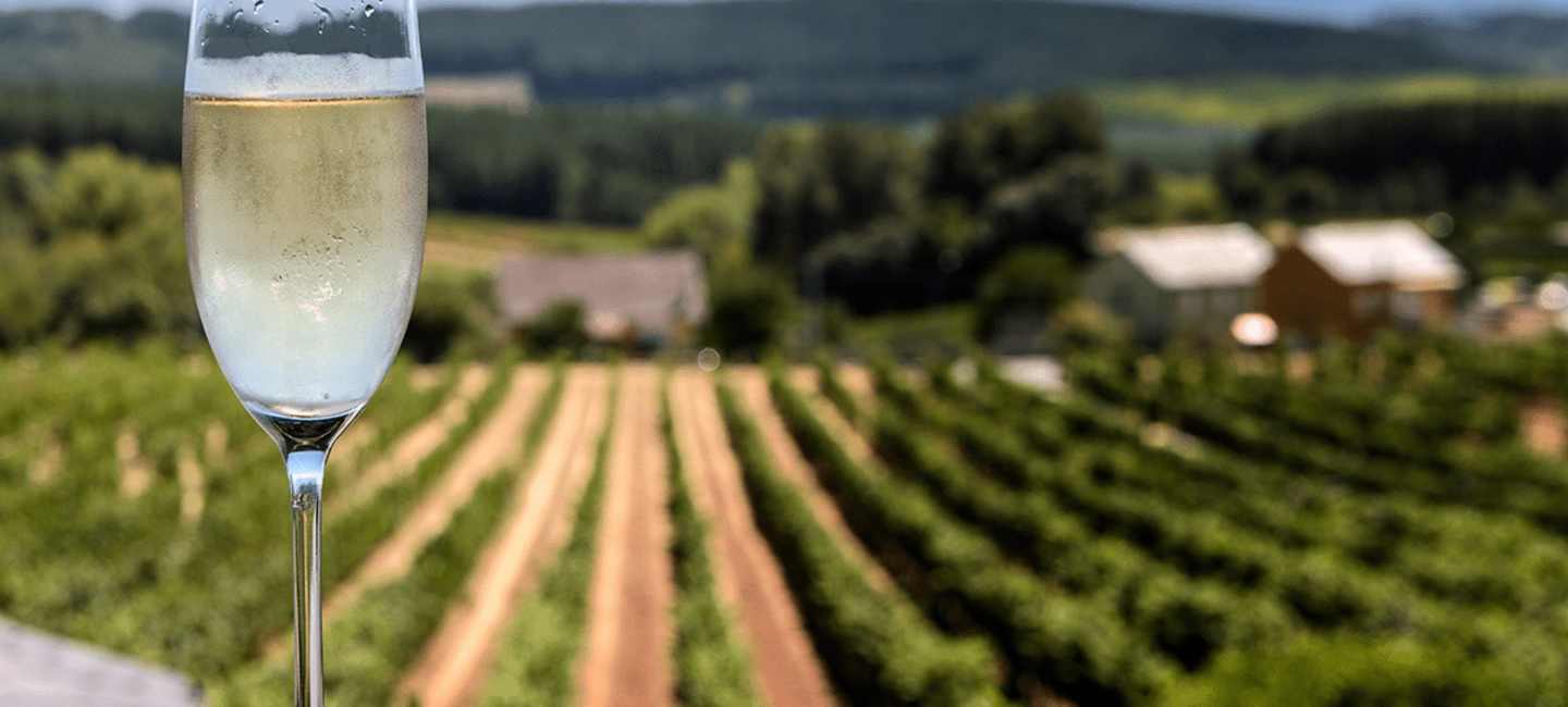 Ett glas cava med en vingård i bakgrunden