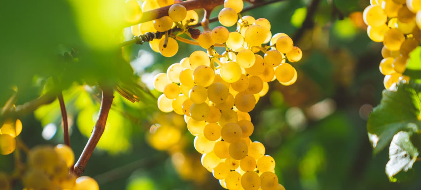 Chardonnay, quiz.