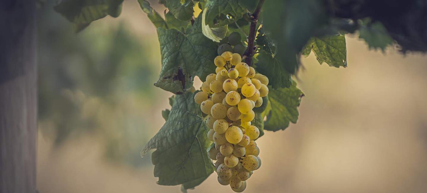 Chenin blanc - en mångsidig druva