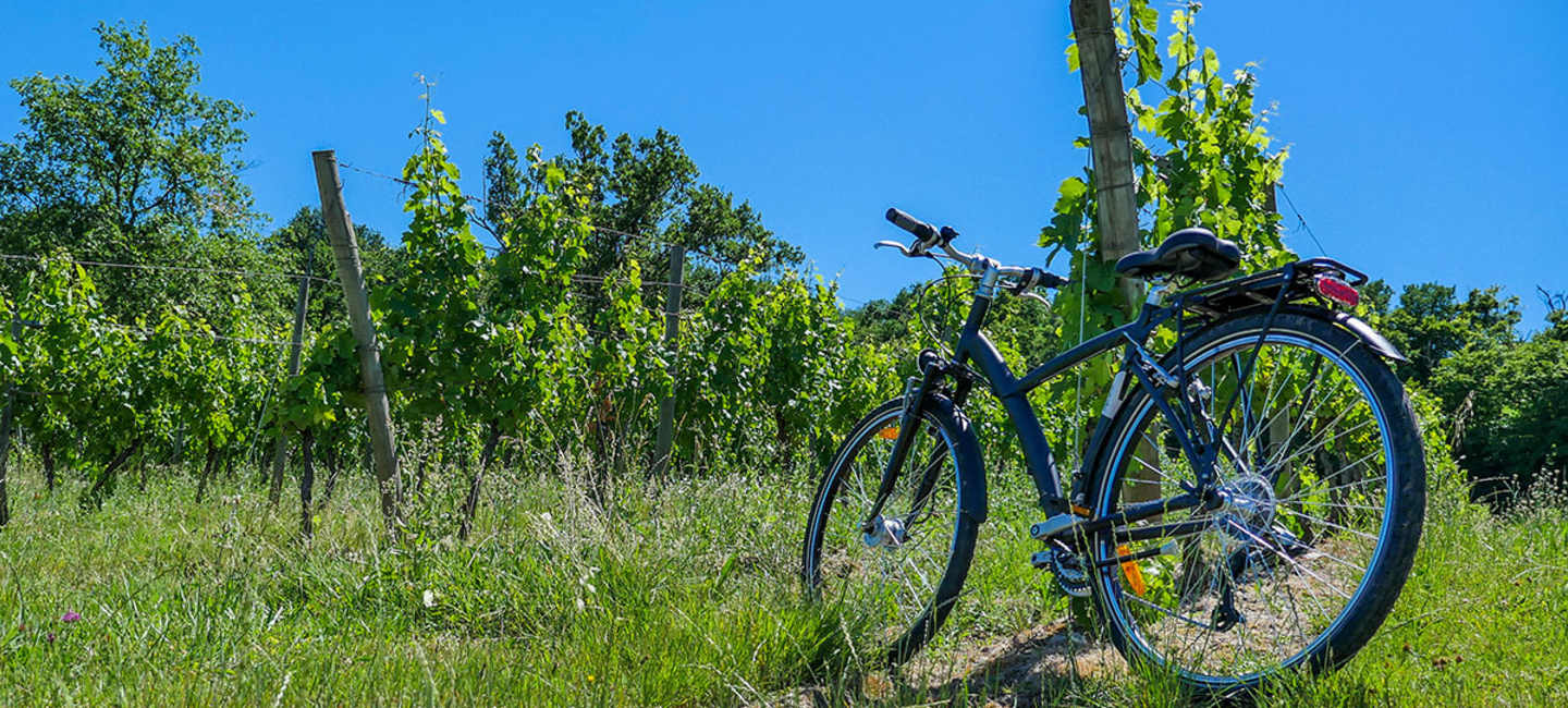 Cykel i vingård i Sydafrika