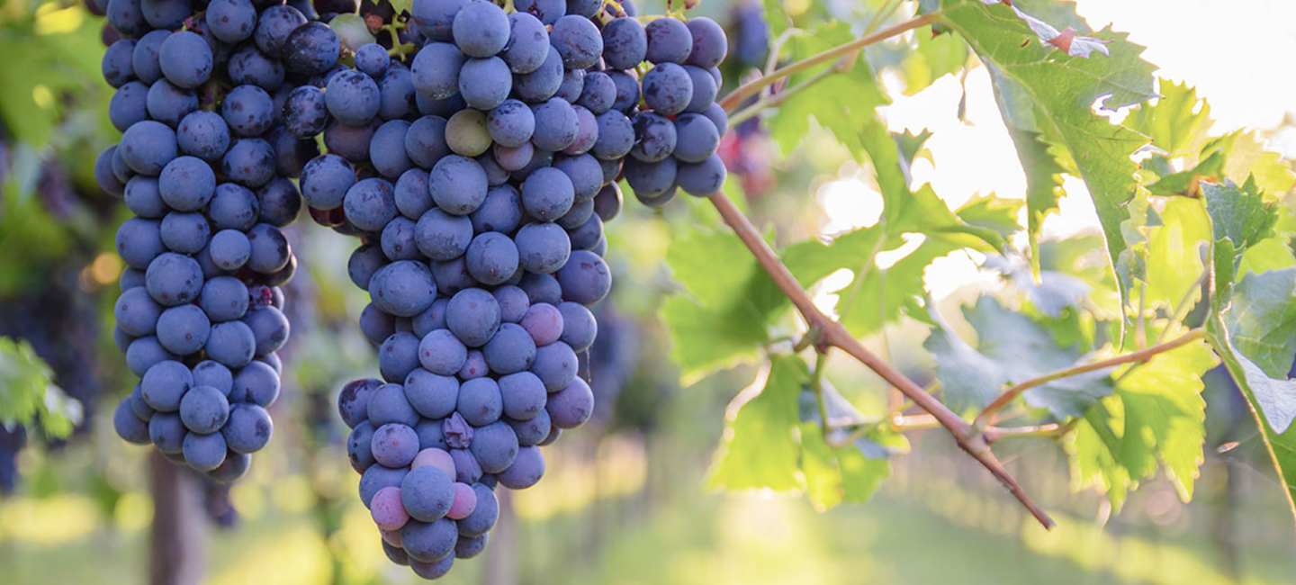Cabernet Sauvignon - klasar av druvor på en vinranka.