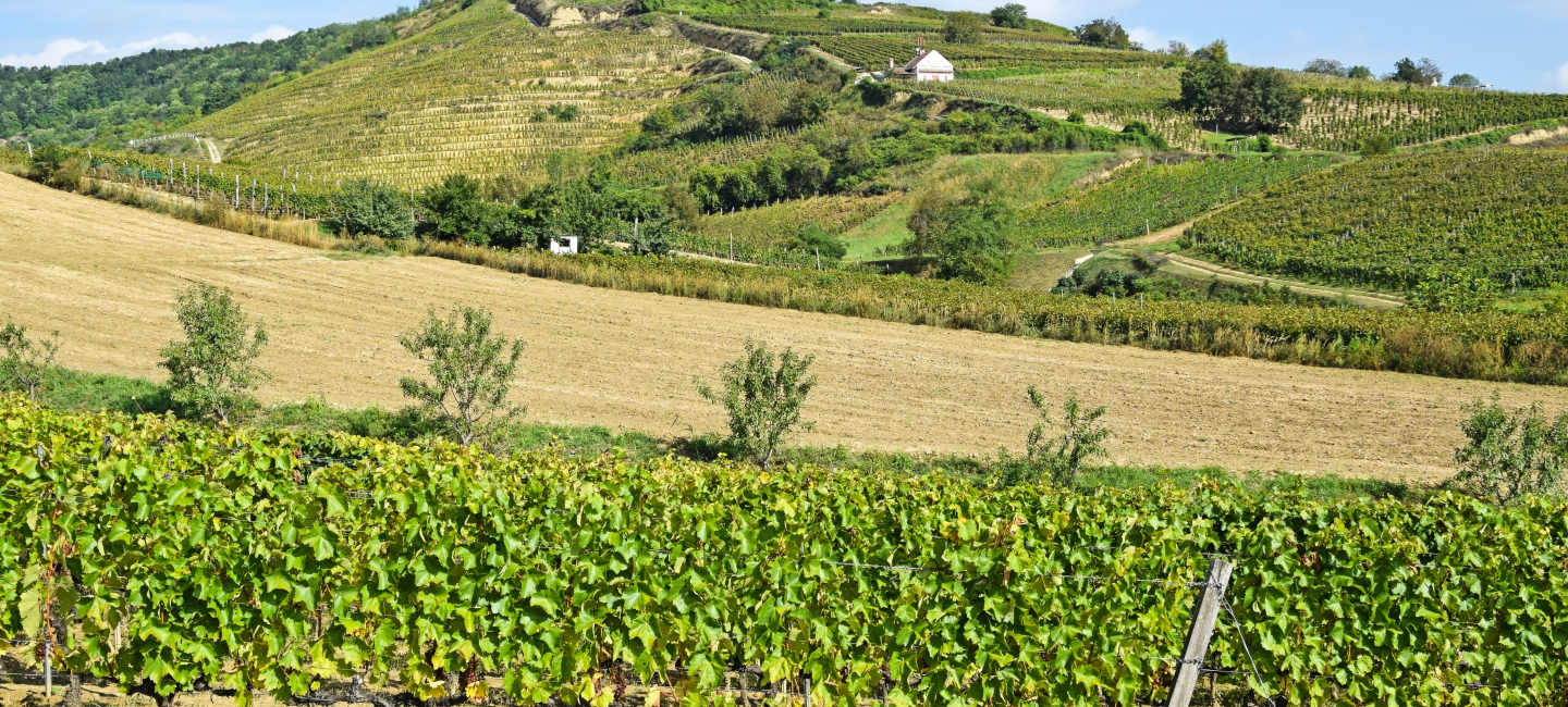 Vingård i Tokaj i Ungern