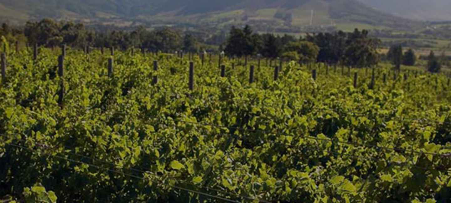 Vinodlingar i Sydafrika.