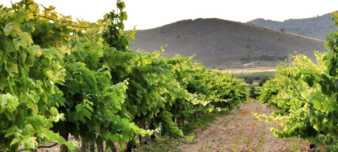 Jumilla, vinregion i Spanien.