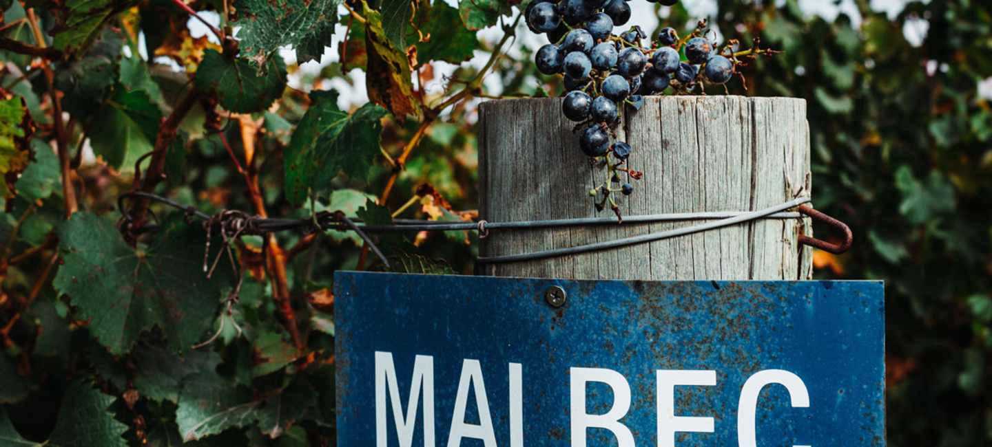 Malbec i Argentina.