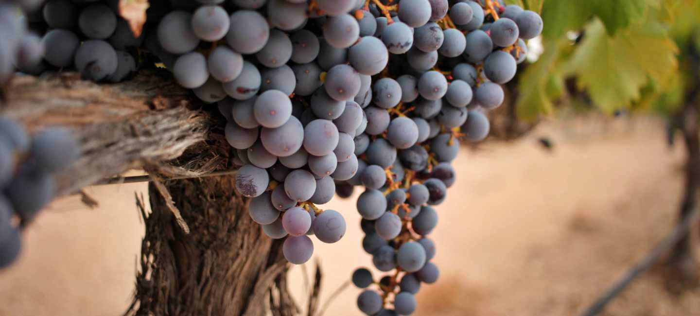 Druvan monastrell eller mourvèdre.