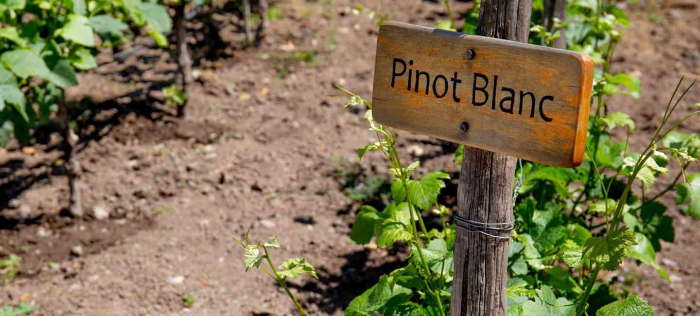Pinot blanc, vinodling.