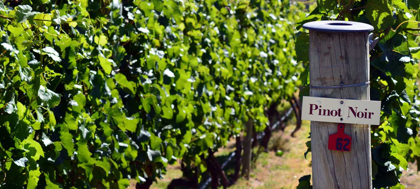 Pinot Noir - skylt på en vingård i Bourgogne, Frankrike.