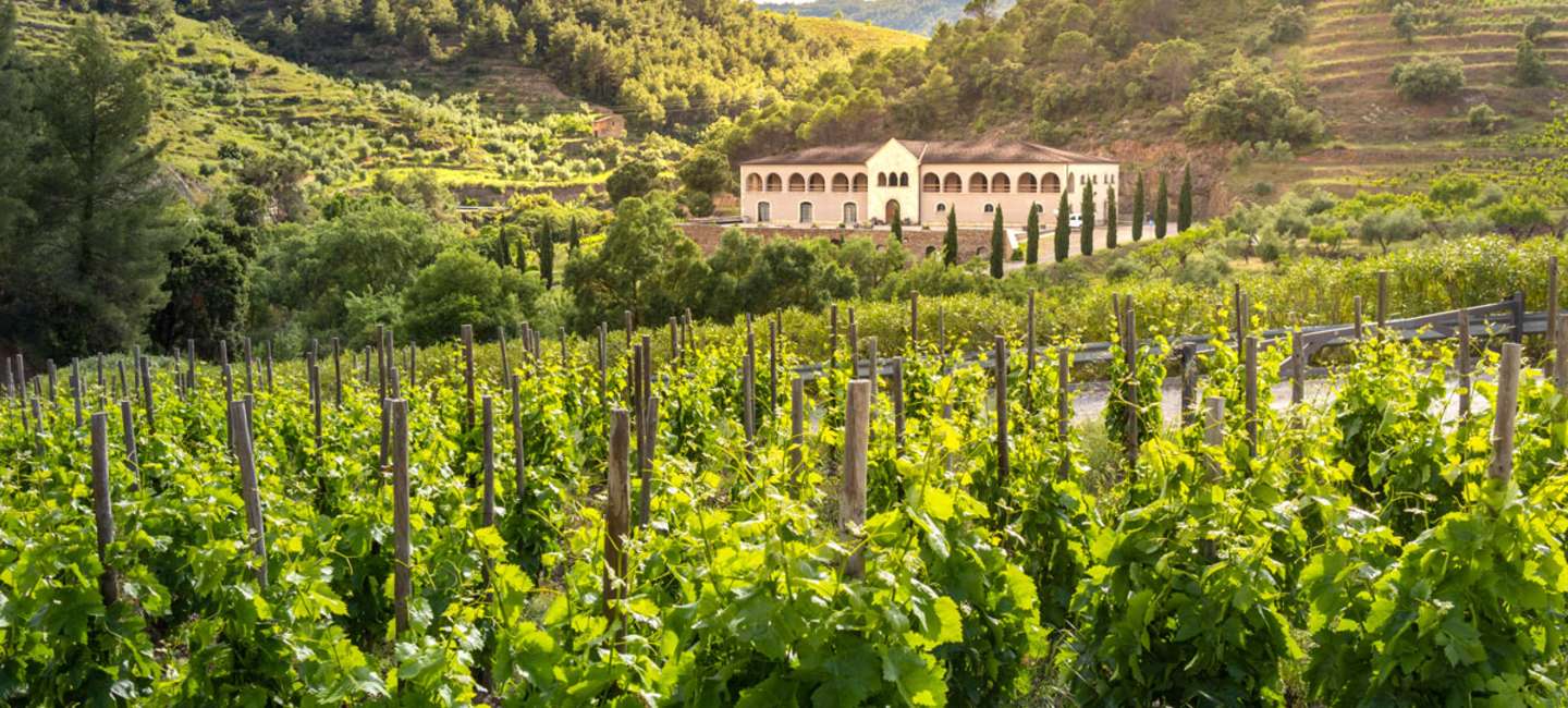 Vinodling i Priorat, Spanien.