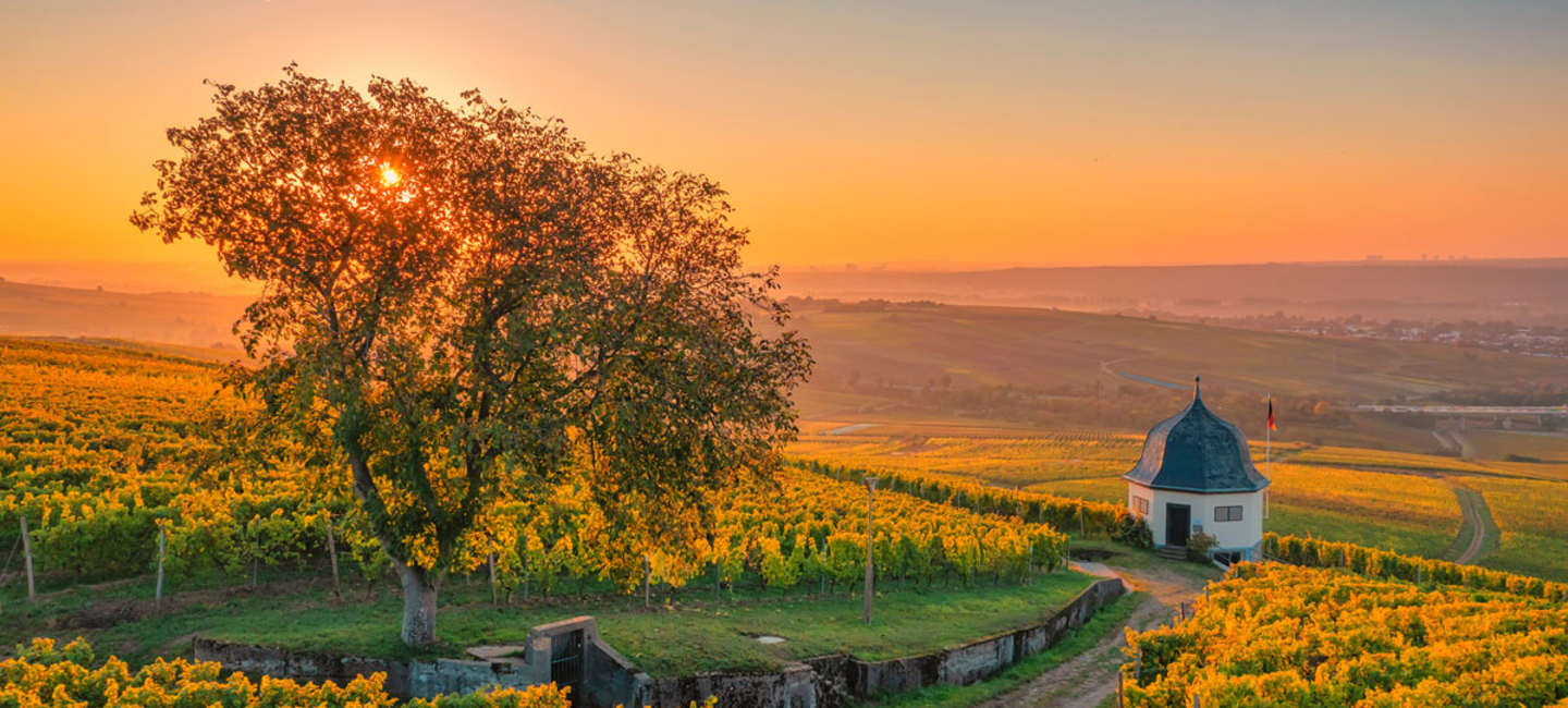 Vinregionen Rheingau.