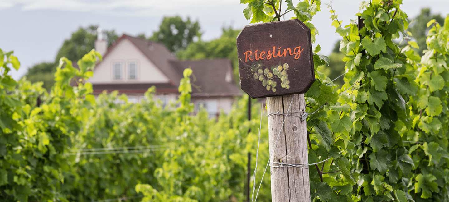 Riesling Vingård