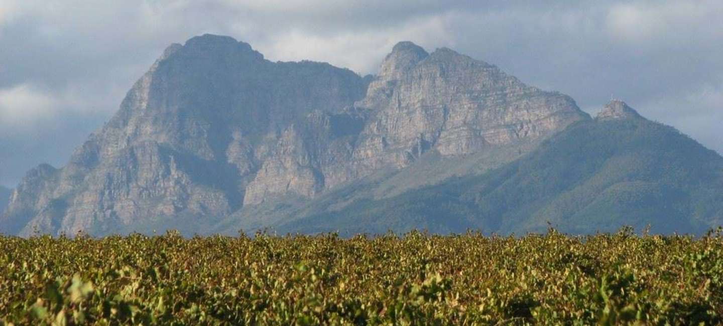 SAAM Mountain Vineyards