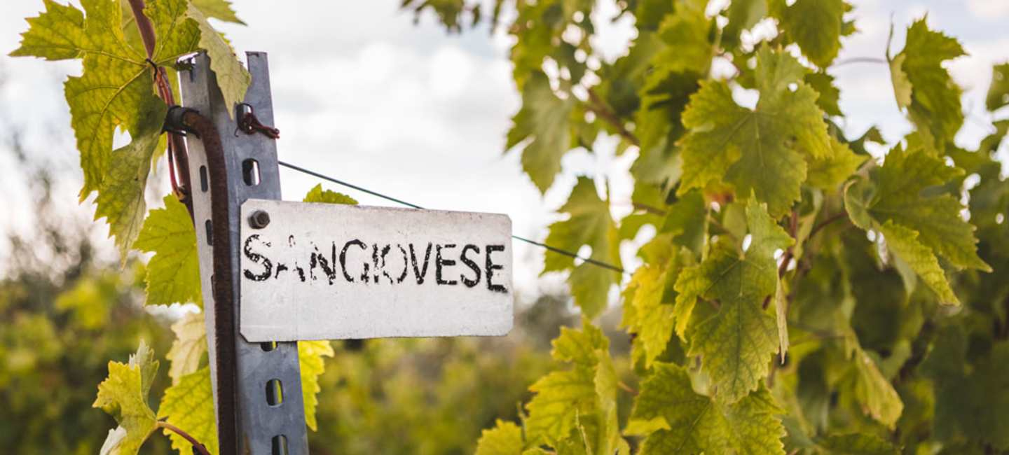 Sangiovese-skylt på vinodling.