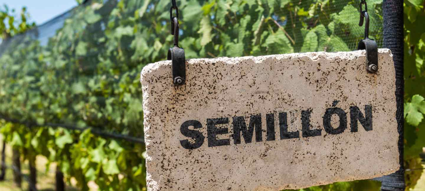 Vingård med Semillon-druvor.