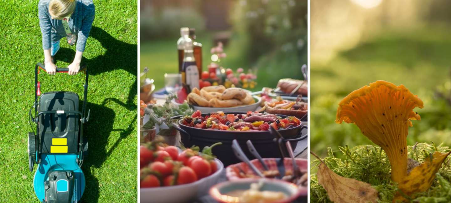 Sommarens höjdpunkter: gräsklippning, buffé och kantareller.