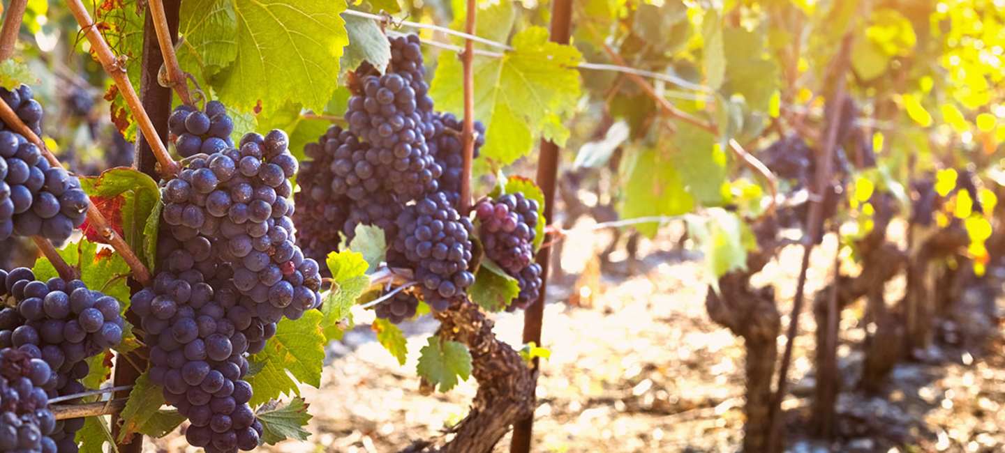 Syrah, vindruvor på vingård