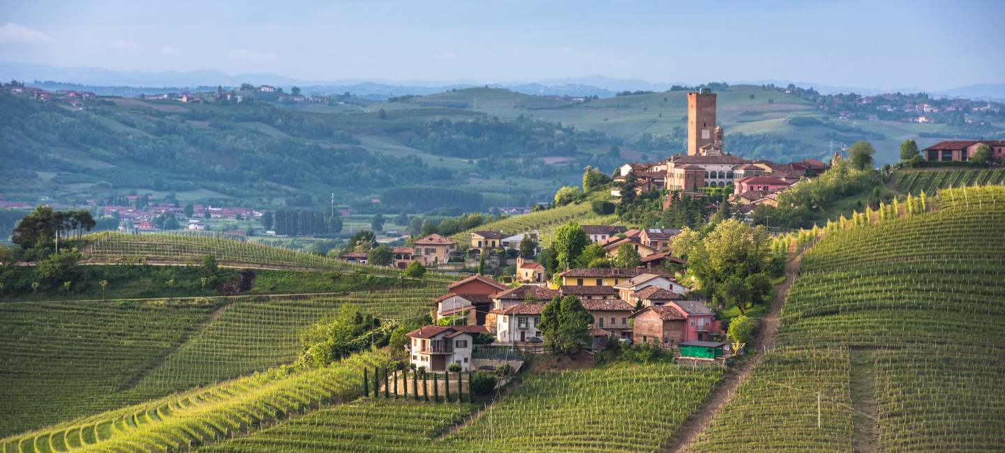 Vingård i Piemonte