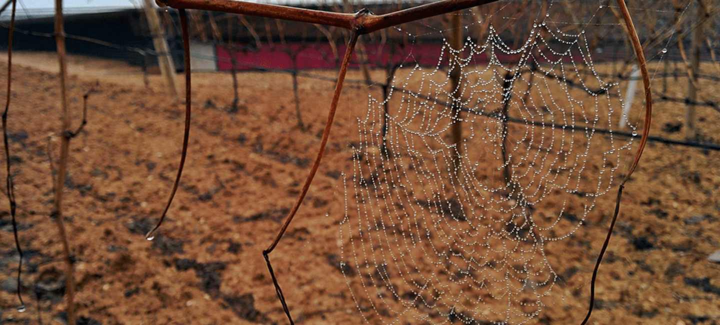 Vinranka med spindelnät i Ribera del Duero