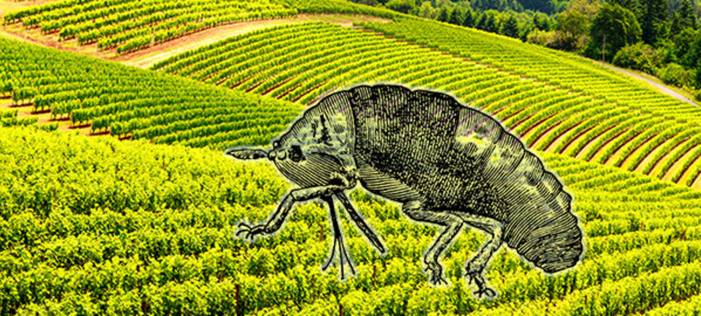 Vinlus - Phylloxera Vastatrix - på vinodling.