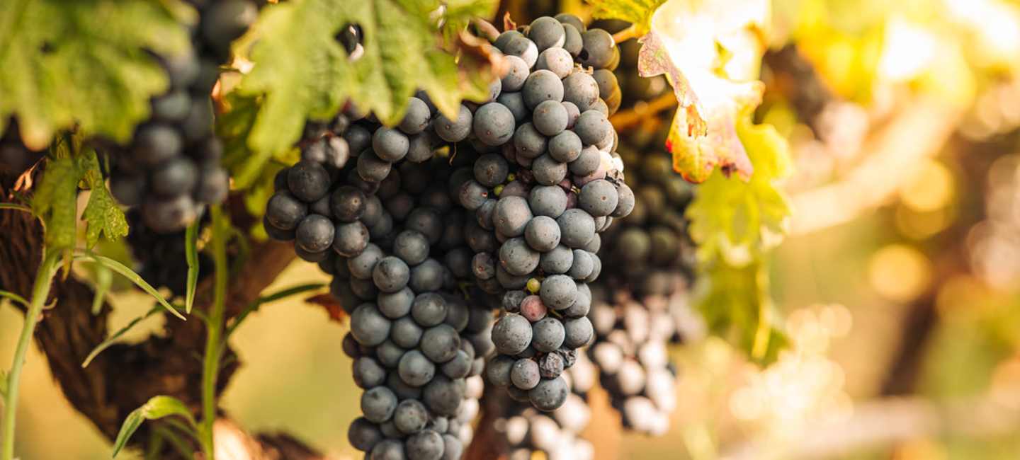 Zinfandel - eller primitivo.