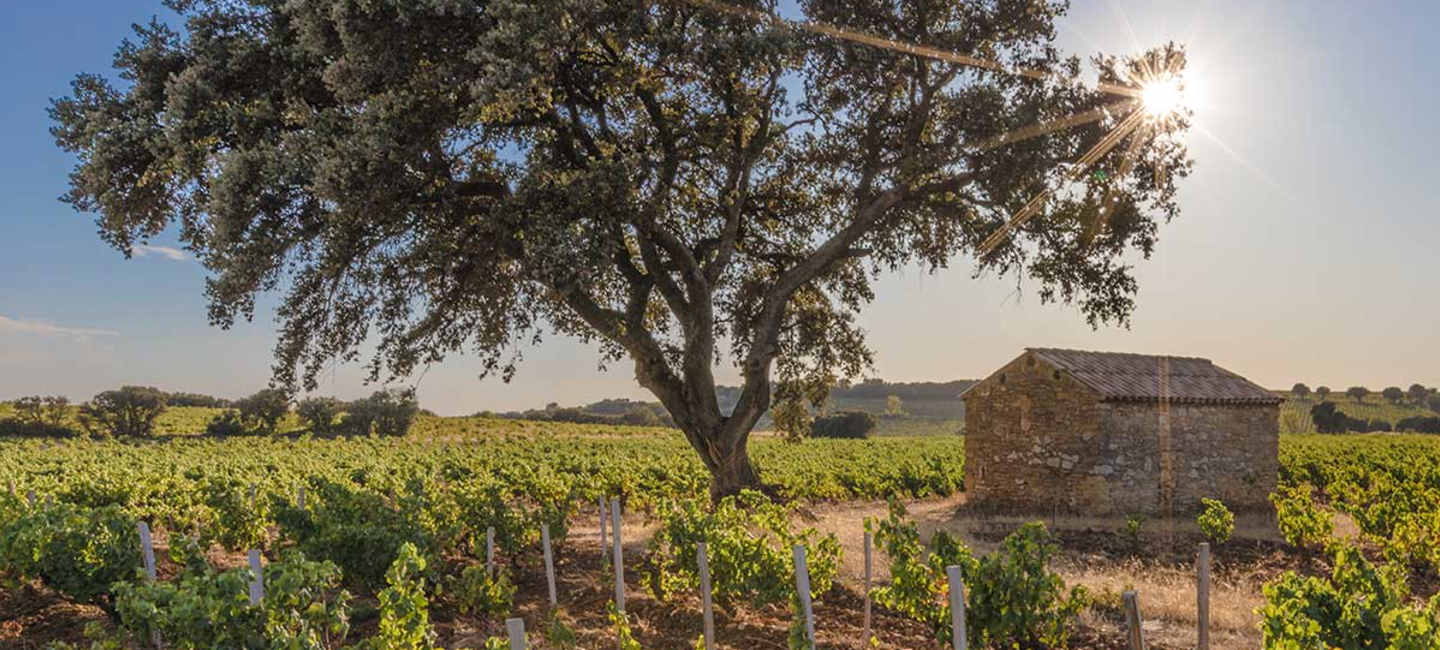 Vinodling i Châteauneuf-du-Pape