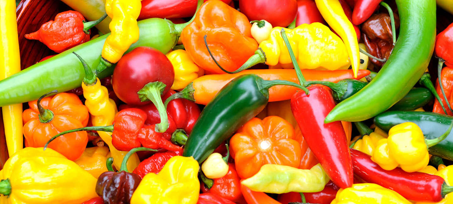 Chili frukter