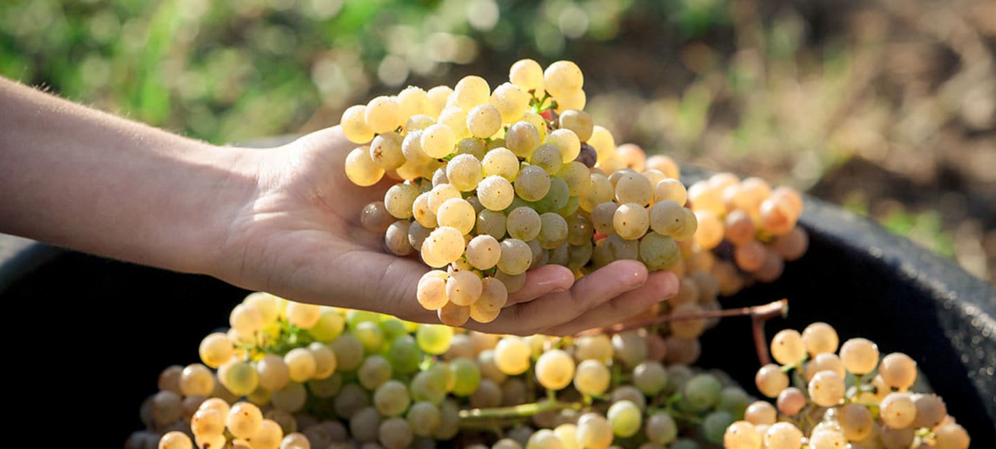 Druvklase alvarinho i en hand 