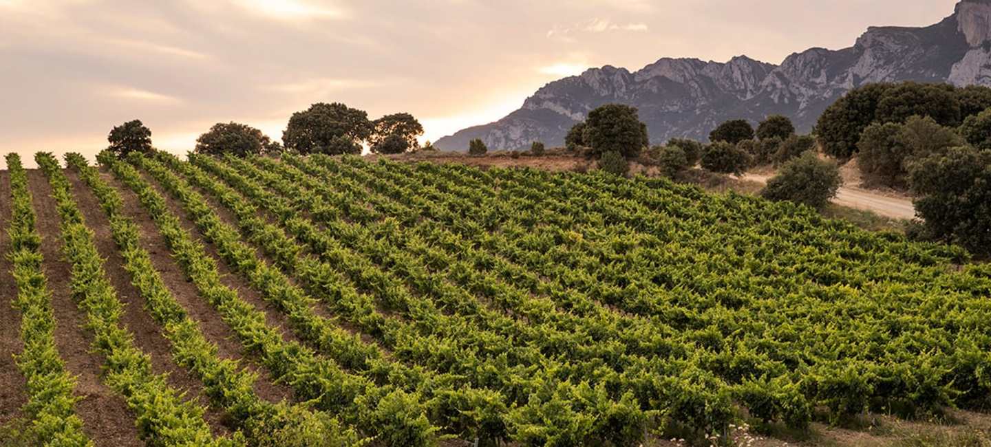Faustinos vingård i Rioja