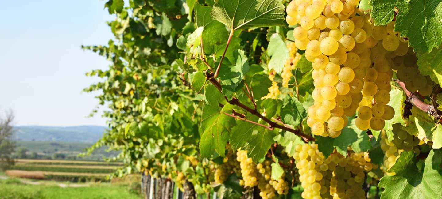 Grüner Veltliner