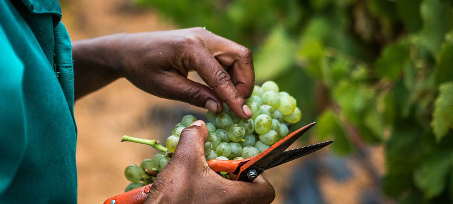 Skörd av Chenin Blanc hos Nederburg i Sydafrika