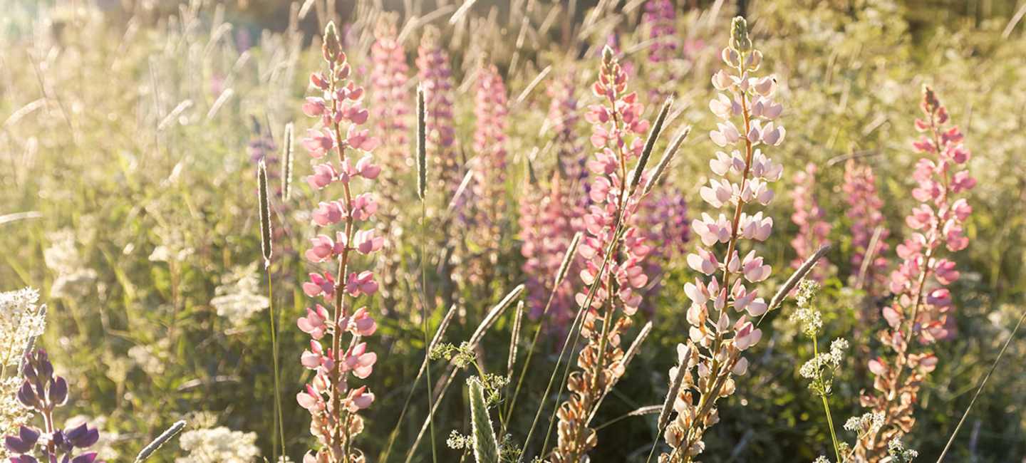 Lupiner på sommaräng - Naturens läkeväxter