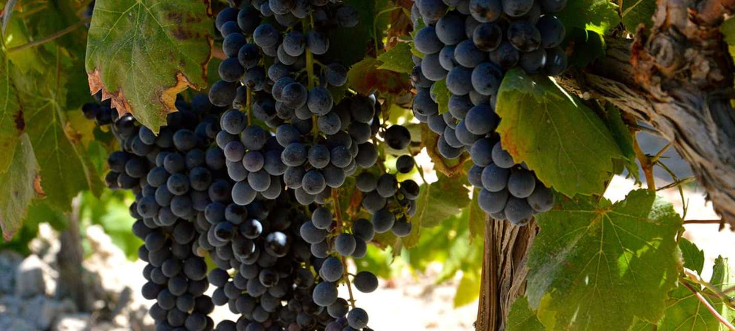 Druvklasar av Nero d'Avola