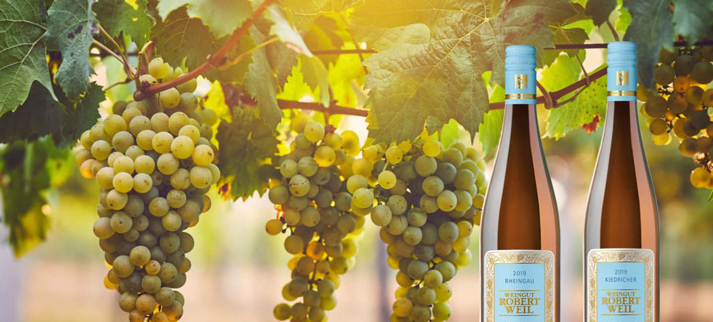 Gröna druvor och två flaskor Weingut Robert Weil 