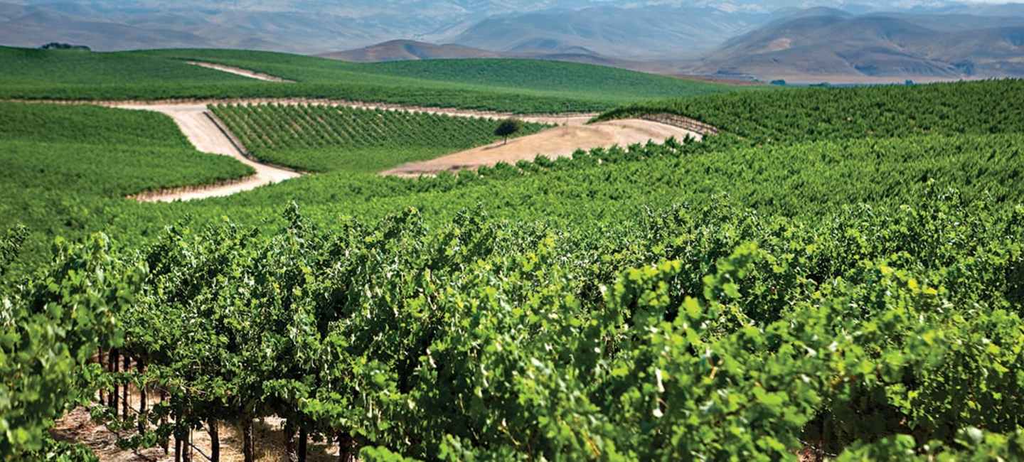 Vinrankor hos Robert Mondavi
