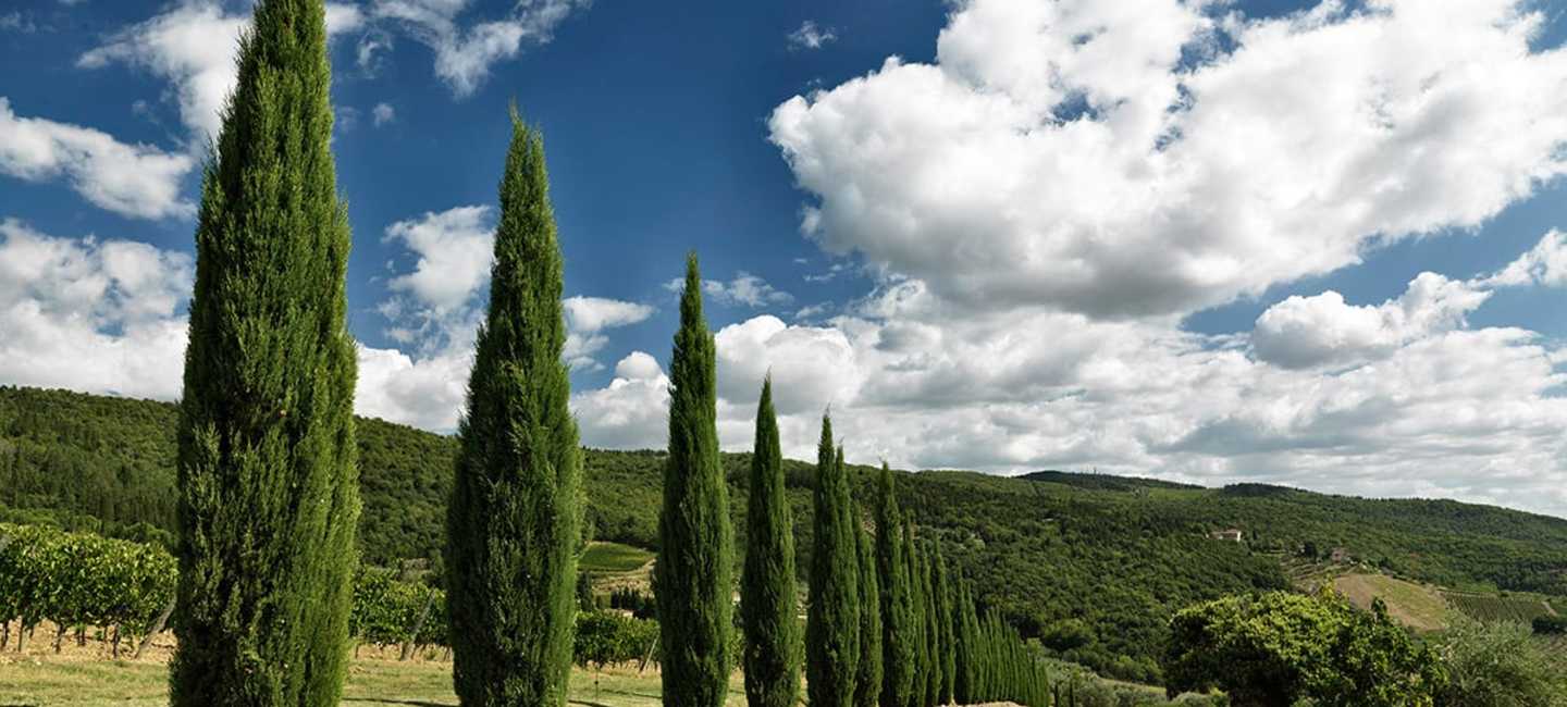 Santedame vingård i Chianti Classico