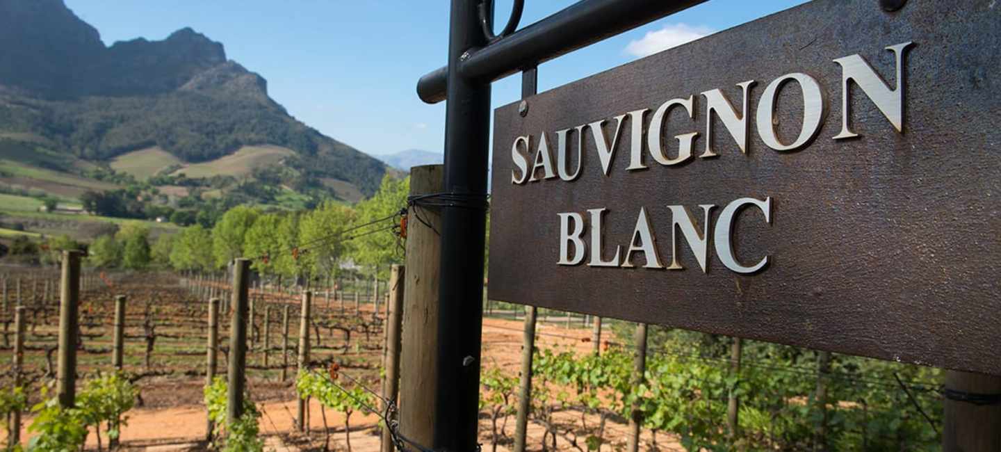 Skylt med texten Sauvignon Blanc vid vinodling.