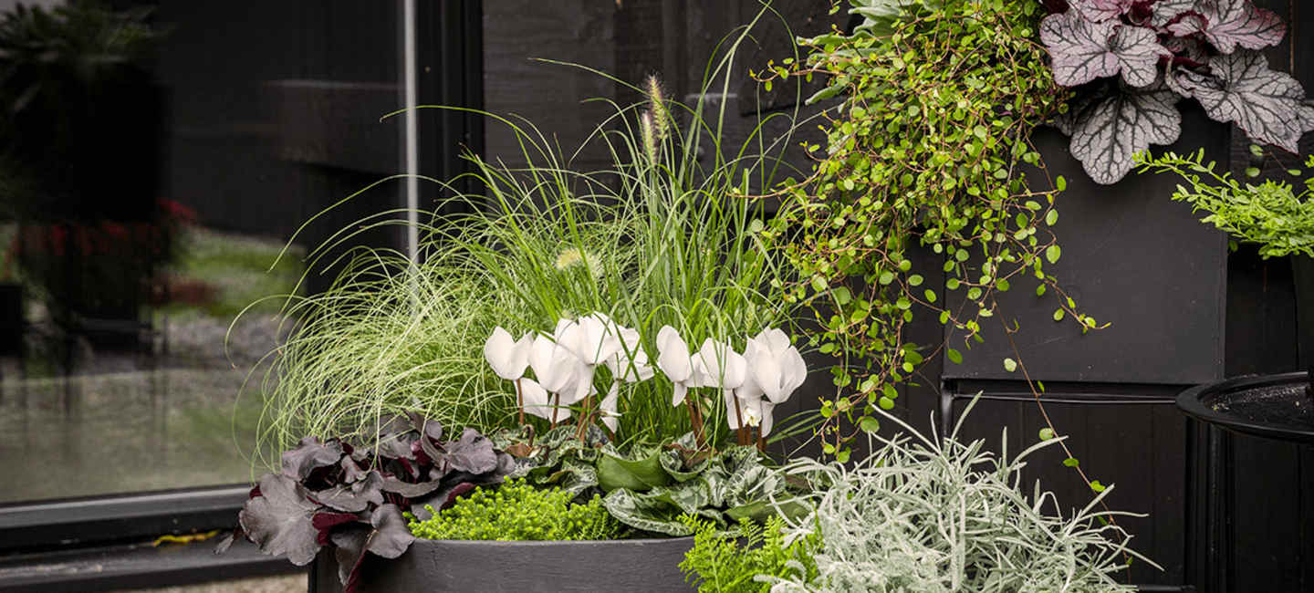 Sensommarblommor i krukor