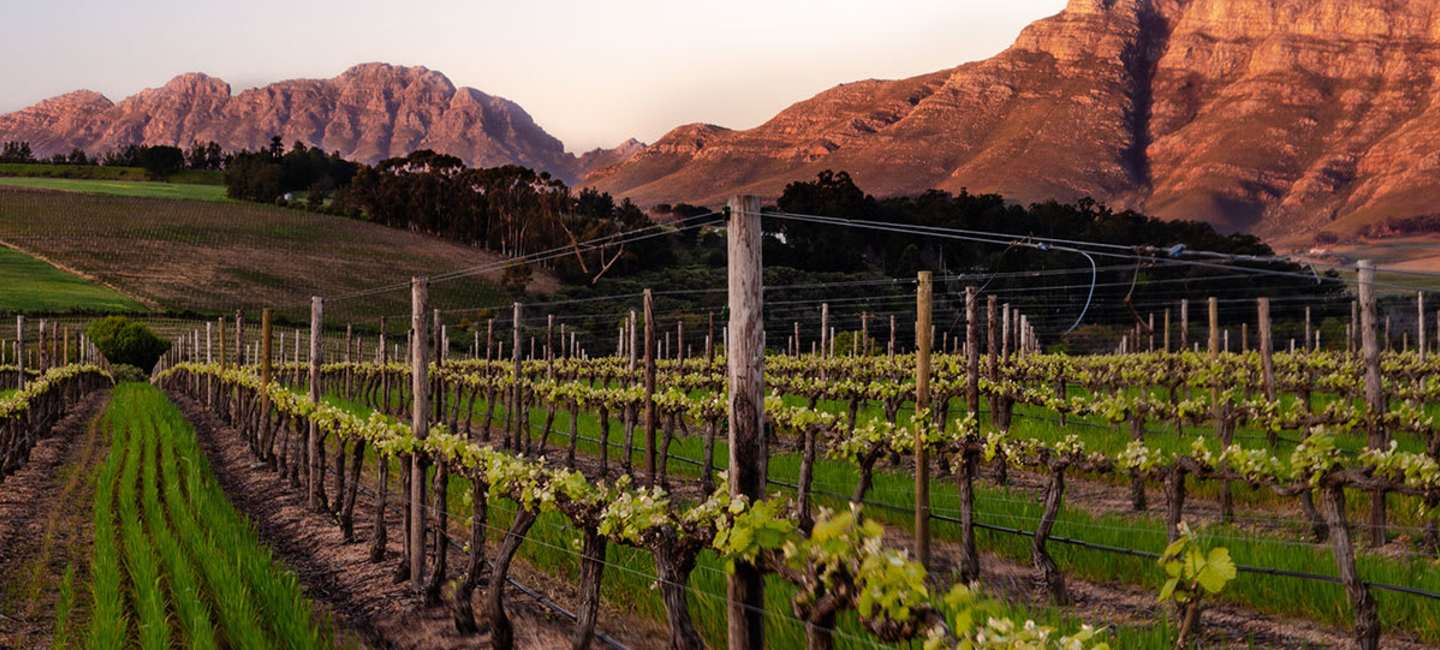 Stellenbosch vinregion i Sydafrika