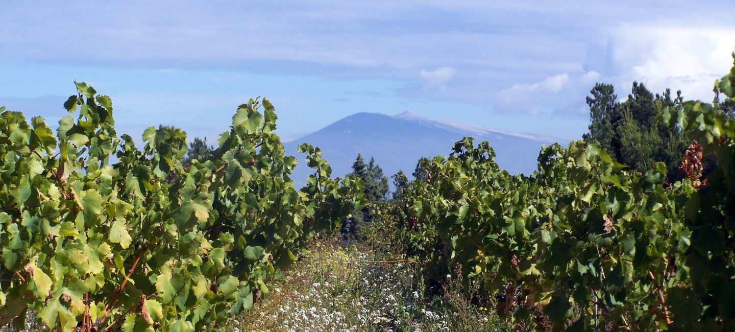 Domaine de Cristia vingård