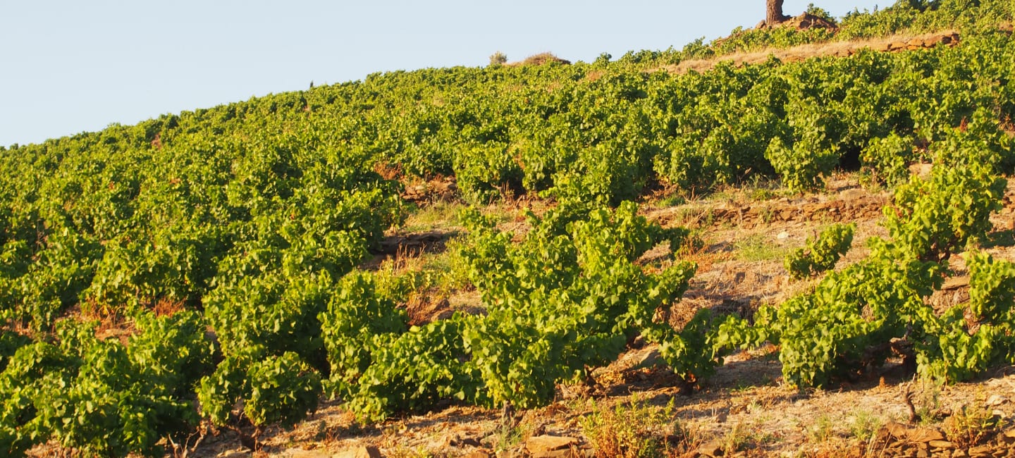 Cazes -viinitilan rinne