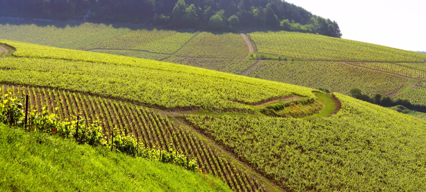 Laroche Chablis Grand Cru -rinne