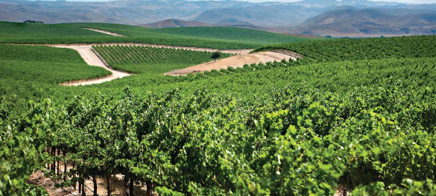 Robert Mondavi Private Selection vingård