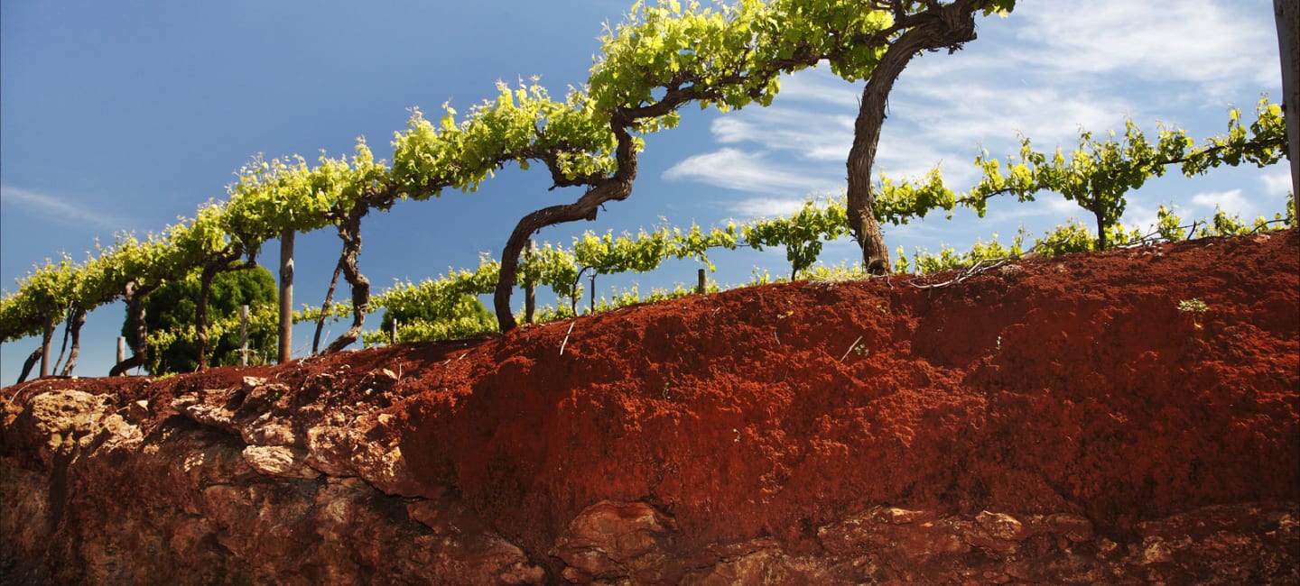 Wolf Blass terre rossa -maaperää