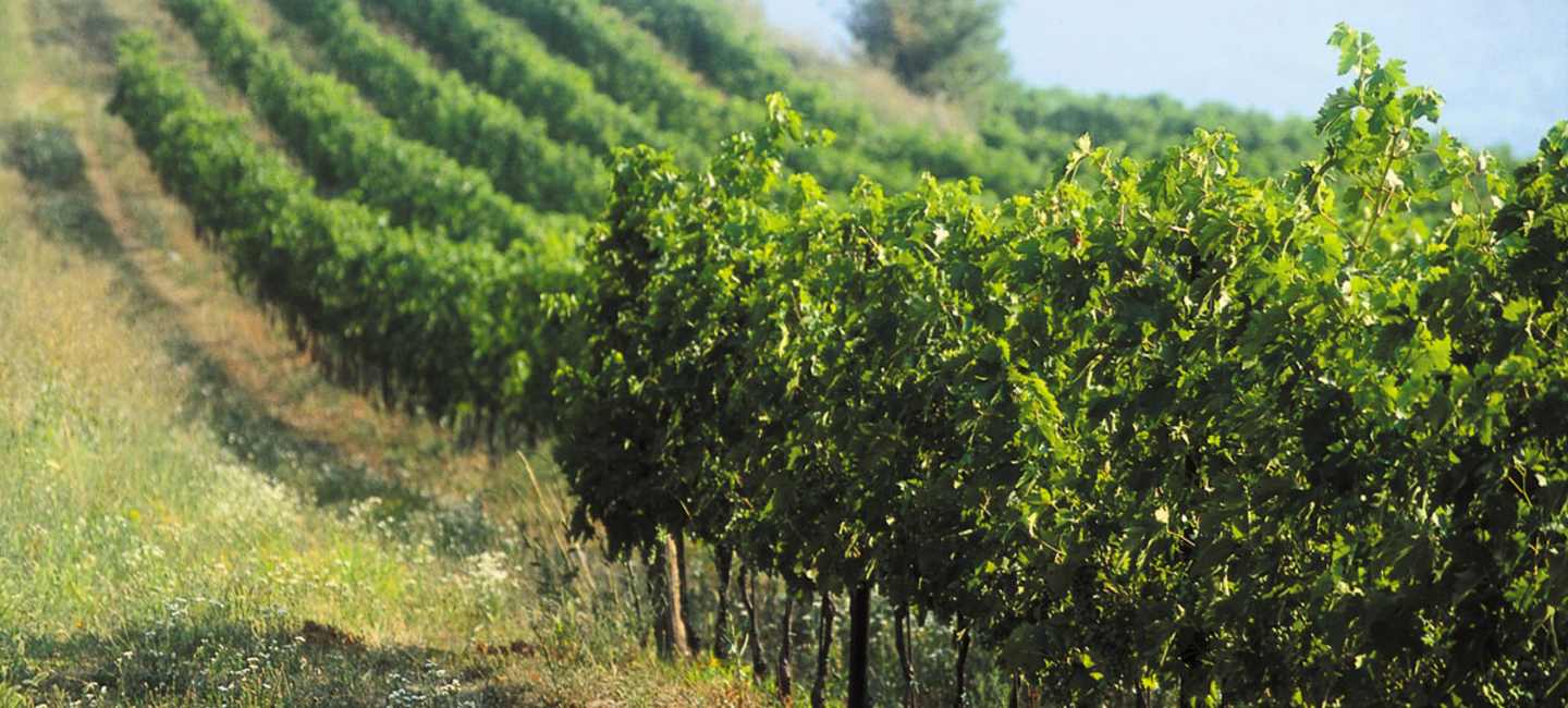 Amarone_viinitarhaa_Pasqualla