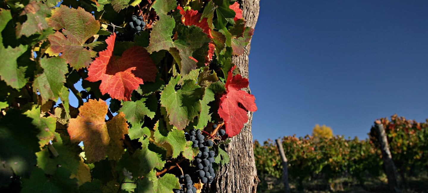 Argentiina - tummien Malbec-viinien koti