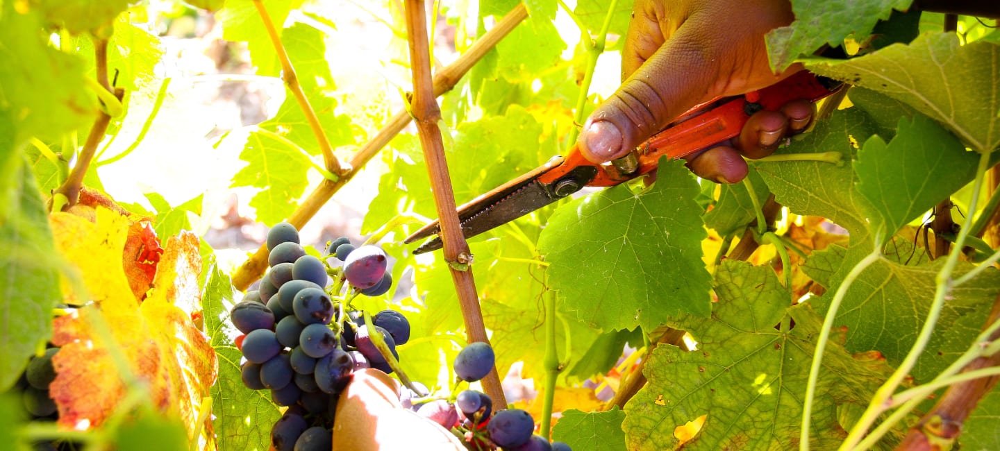 Etelä-Afrikka - täydellinen viinimatkakohde